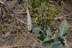 Pinewoods milkweed